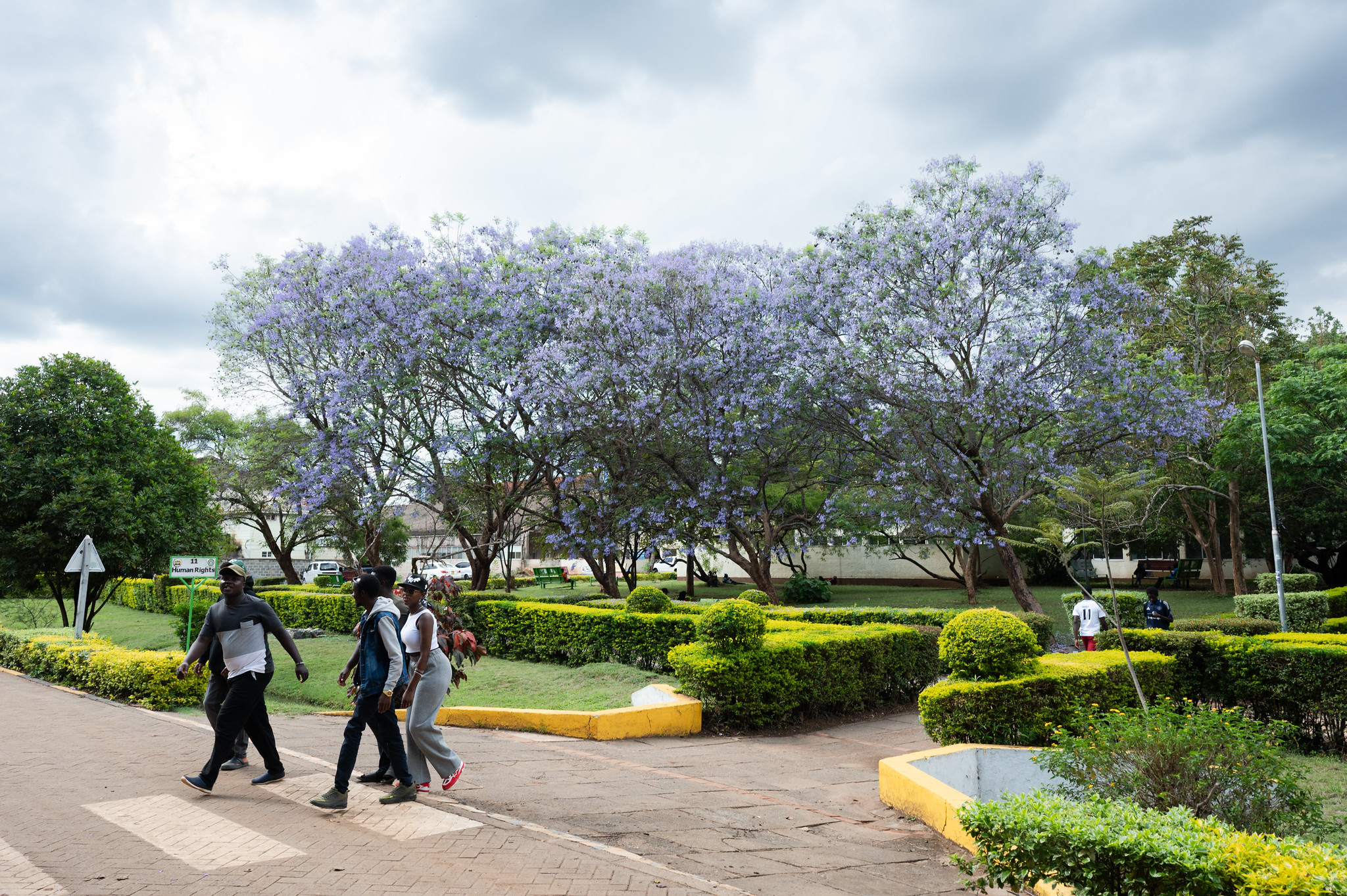  Students walk across the campus of Jomo Kenyatta University of Agriculture and Technology (JKUAT), passing beneath a flowering jacaranda tree.