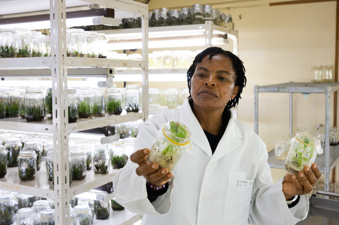 seedlings in a lab